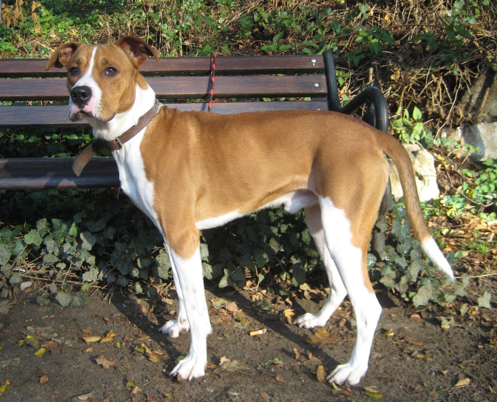 Boxer Dobermann MIx BUDDY, (Rüde) Zuhause gefunden