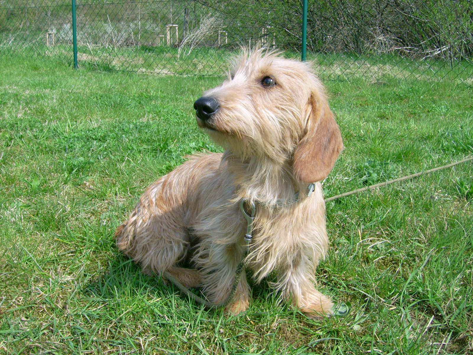 Dackel/Terrier Mischling Frieda, (Hündin) Zuhause gefunden