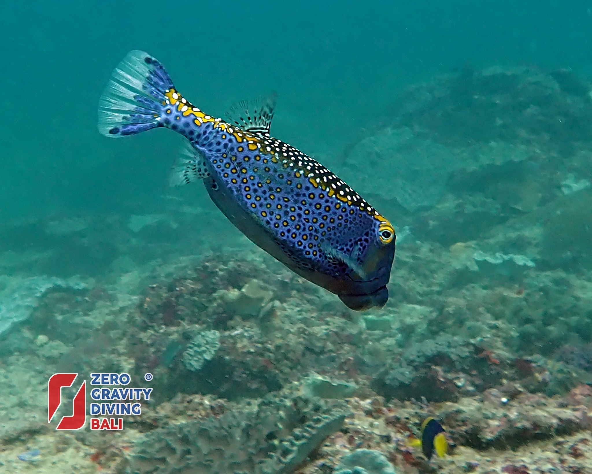 Discover Spotted Boxfish on our scuba diving trip Zero Gravity Diving
