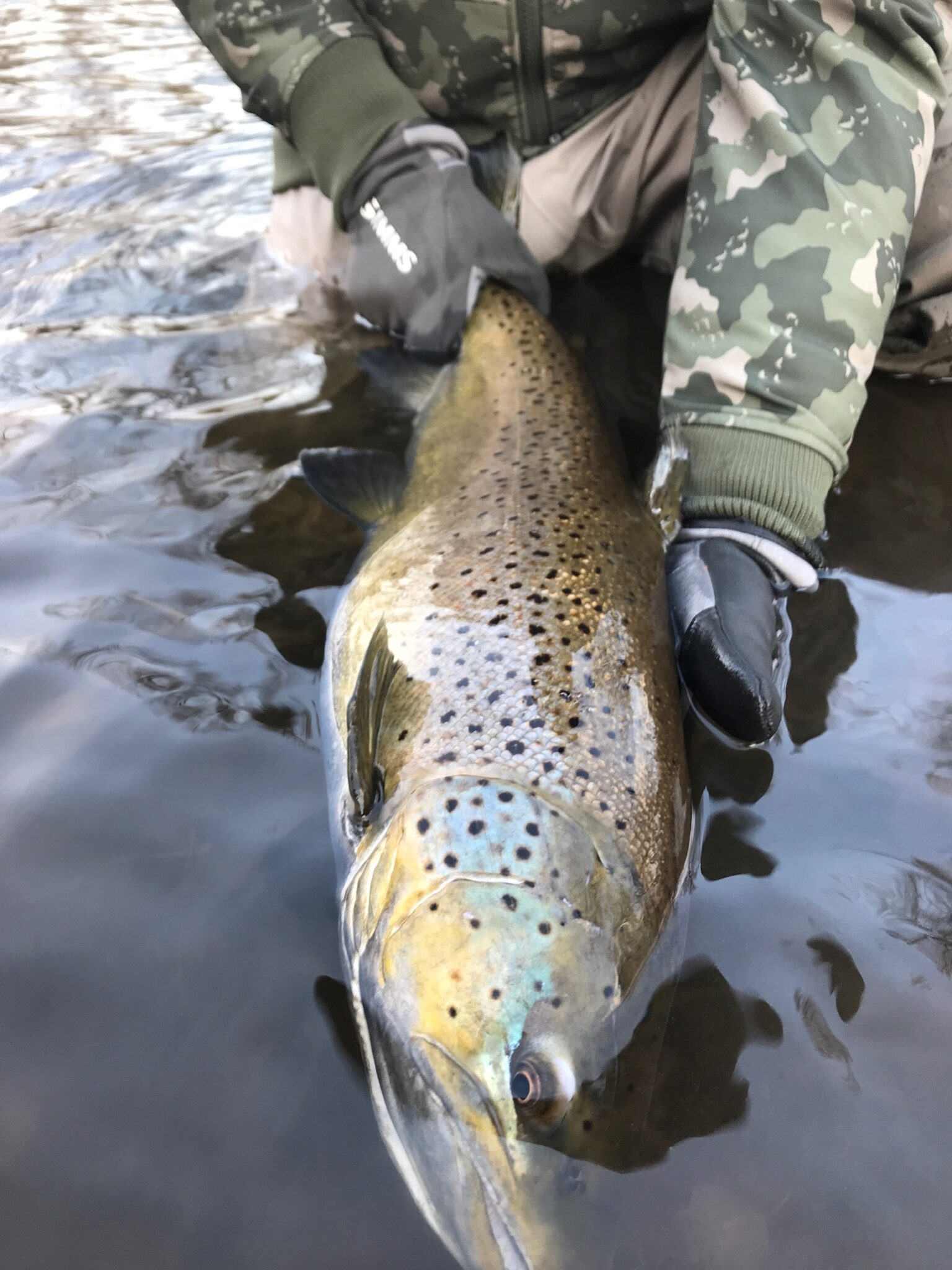 Trophy Brown Trout Zero Limit Adventures