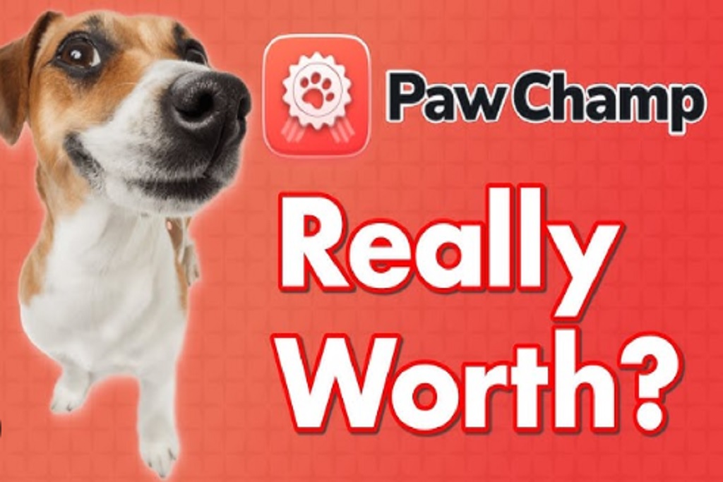 PawChamp Reviews 2024 Is Legit? Zero Thought