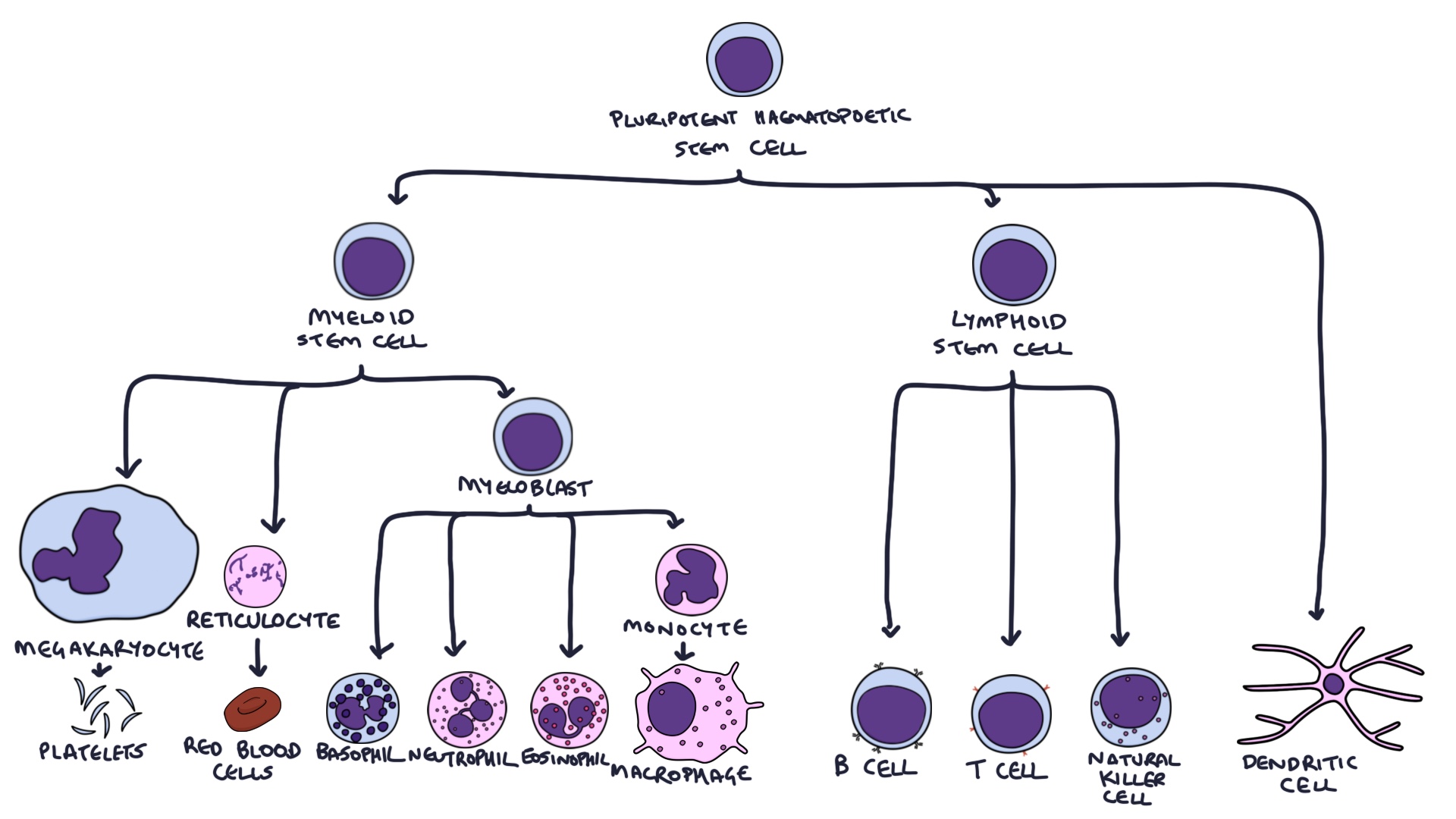Cells of the Immune System Zero To Finals