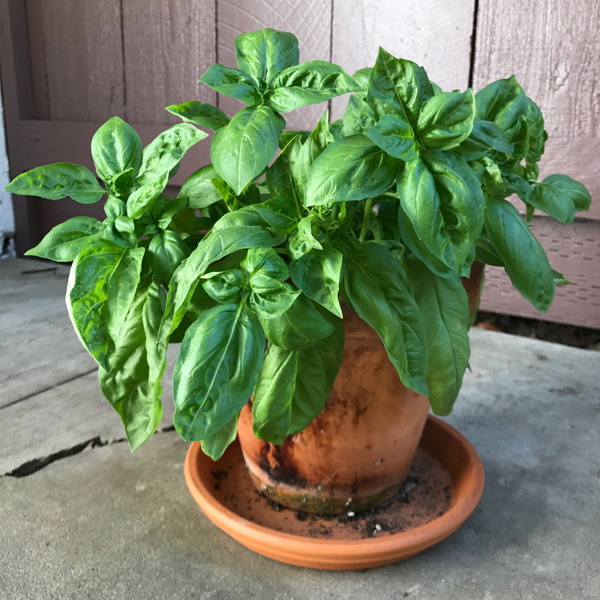 How to Grow Free Basil from Cuttings ZeroWaste Chef