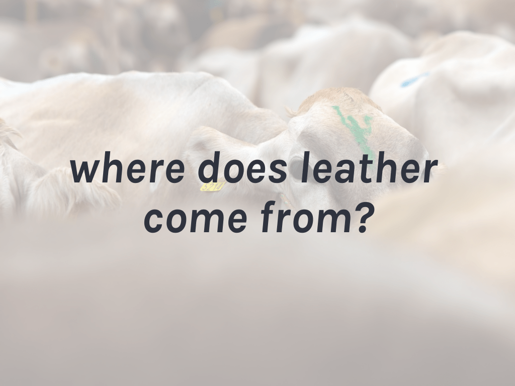 Leather is it ethical, and why the 'vegan' tag isn't what it seems