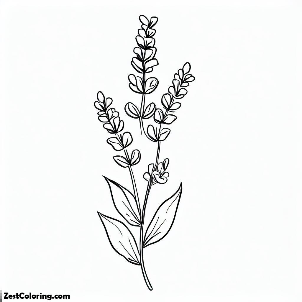 How To Draw Lavender Flower Coloring Pages Coloring for Kids Smart