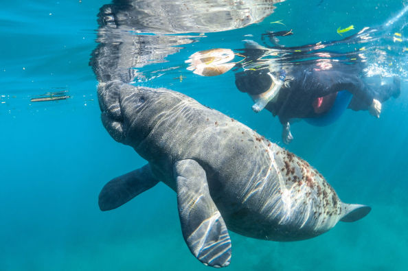 Schwimmen Sie mit Seekühen im Chankanaab Park
