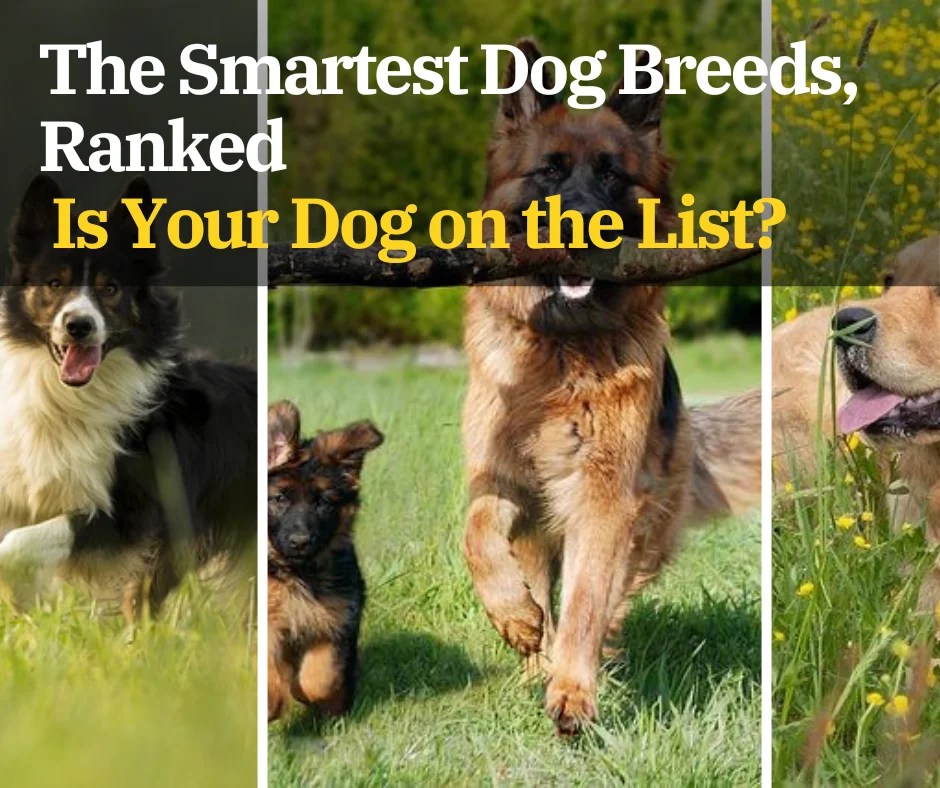 Is Your Dog on the List? The Smartest Dog Breeds, Ranked zeyreview