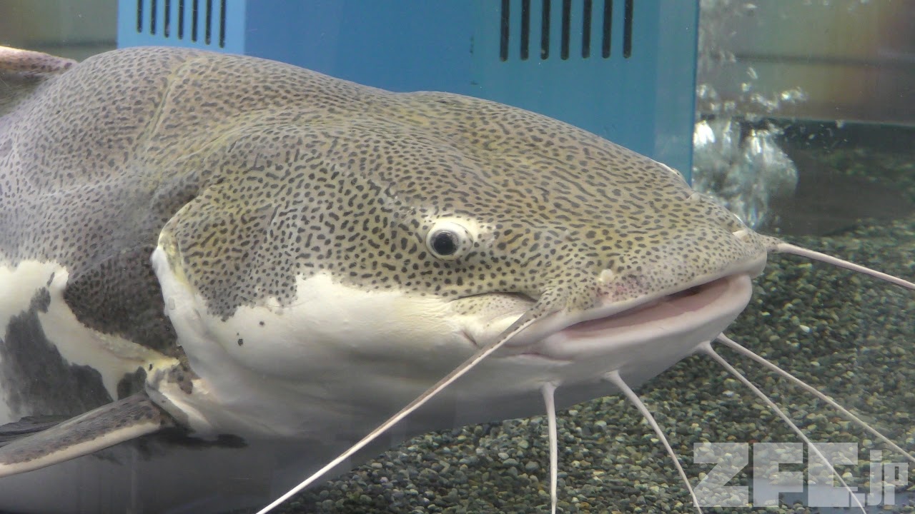 南米アマゾン川にすむ魚 (赤塚山公園 ぎょぎょランド) 2019年1月23日 ZFC.jp