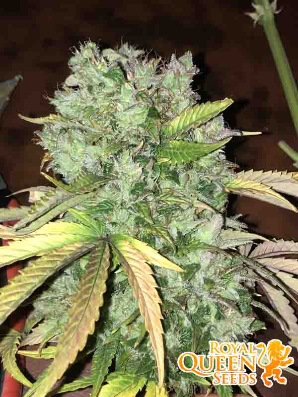 Blue Cheese Auto RQS Shop No. 1 Ziarno Życia