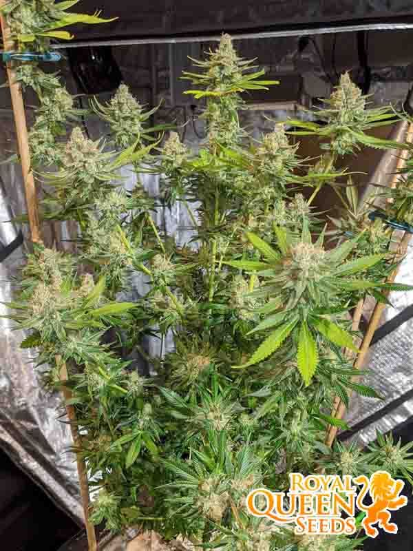 Euphoria Royal Queen Seeds Boutique n°1 Ziarno Życia