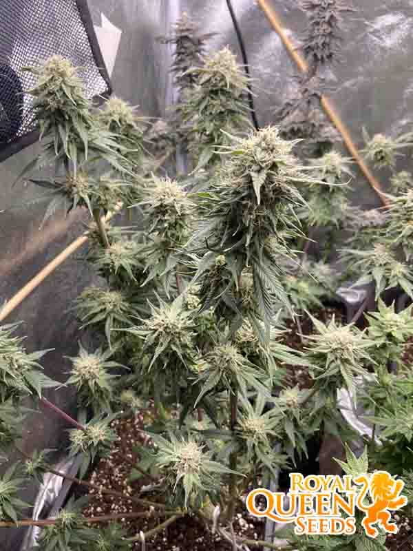 Pineapple Kush RQS } Shop No. 1 Ziarno Życia hemp seeds