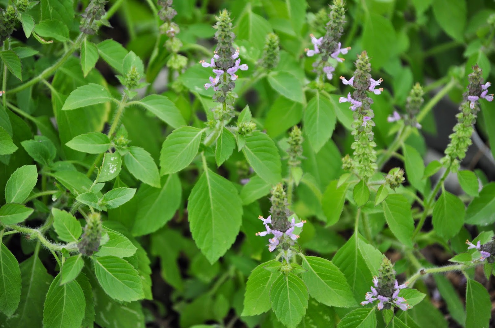 Basil, Holy (Tulsi) Zia Zensations