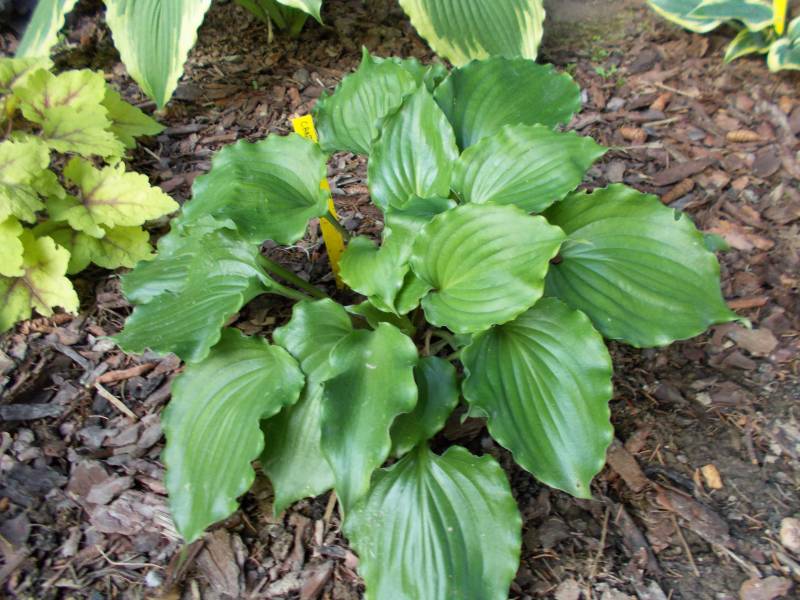Zielono Zakręceni Funkia (Hosta) Candy Dish (1/1)