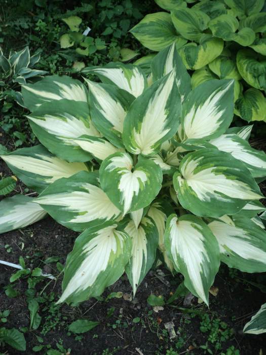 Zielono Zakręceni Funkia (Hosta) Christmas Candy (1/1)