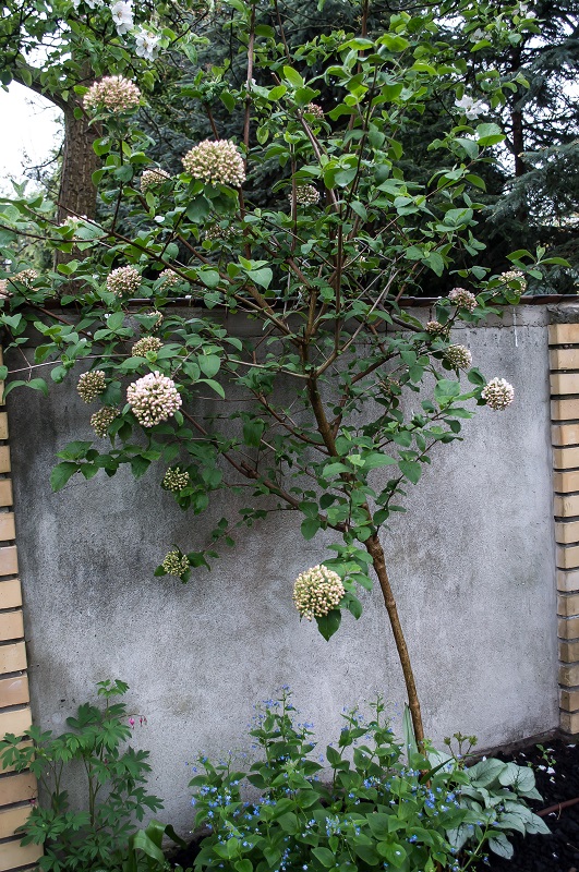Zielono Zakręceni Kalina angielska (Viburnum x carlcephalum) (1/2)
