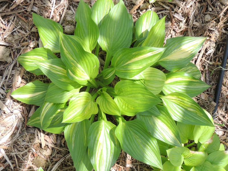 Zielono Zakręceni Funkia (Hosta) Marbled Cream (1/1)
