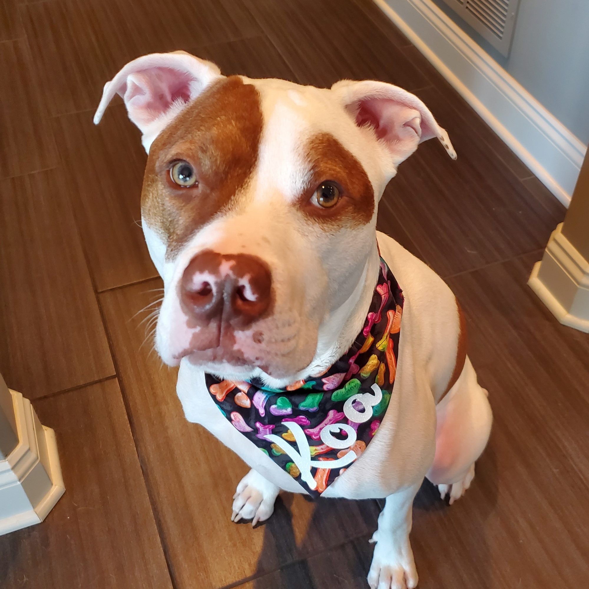 Muddy Paws Rescue Zignature Food For Dogs