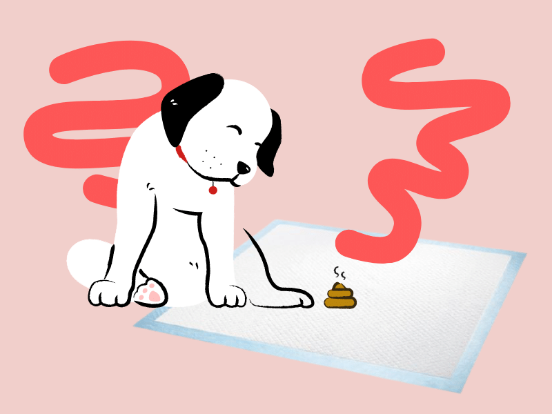 Why Do Puppies Rip Up Wee Wee Pads? And What Can I Do About It