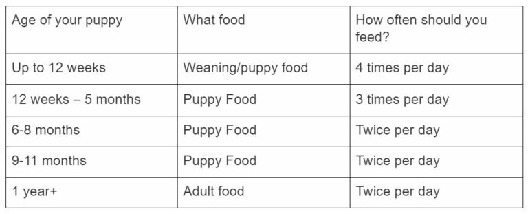 Puppy Feeding Chart: How Much Should You Feed? | Zigzag