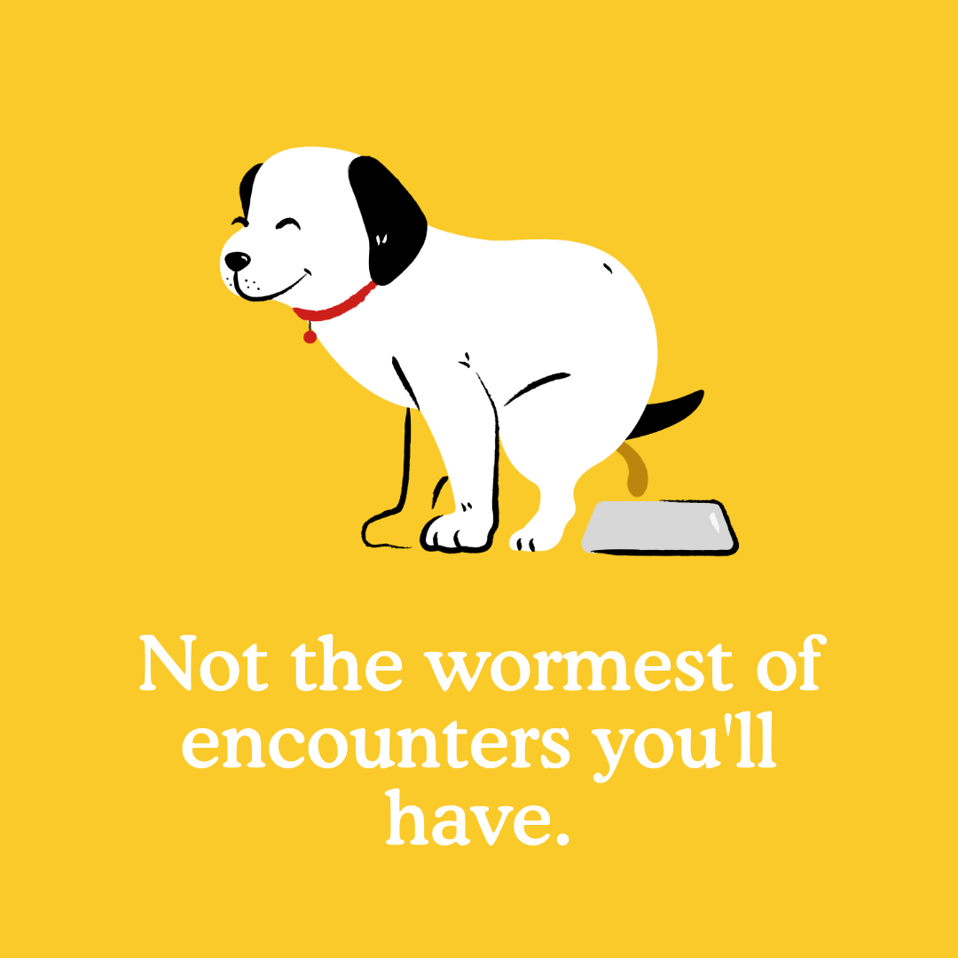 Puppy Worms Types, Symptoms & Treatment Zigzag