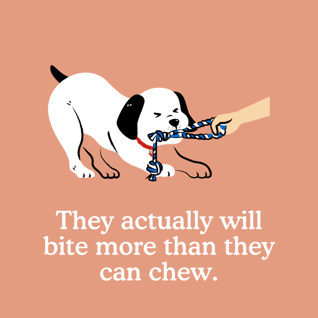 Puppy Teething A Simple Guide to What to Expect Zigzag