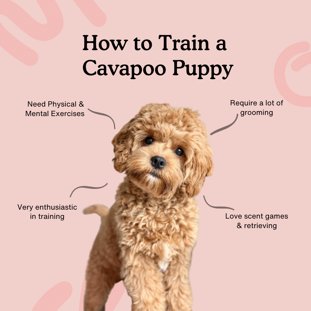 How to train a Cavapoo Puppy Complete Training Guide