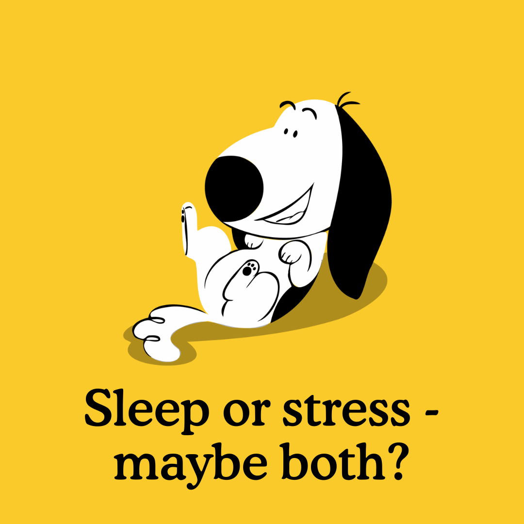 Why Do Dogs Yawn? Reasons You Need to Know Zigzag