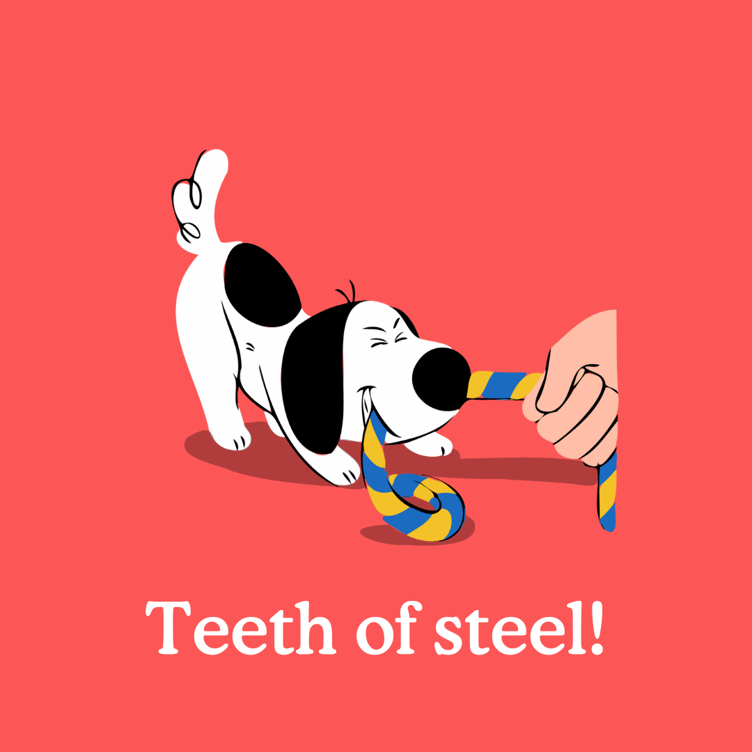 How to Teach Your Dog To Drop It Zigzag