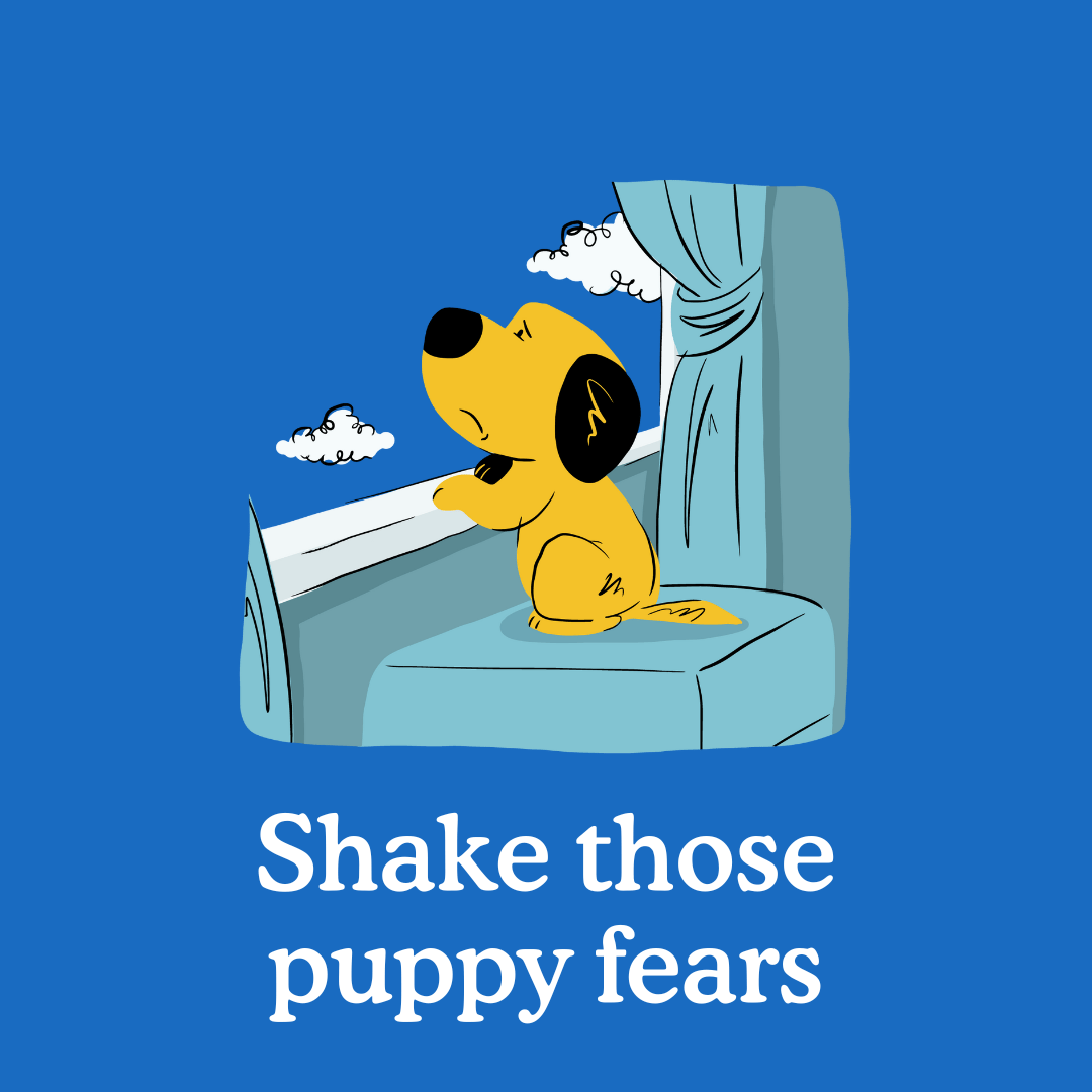 Why Is My Dog Scared Of Everything? Zigzag