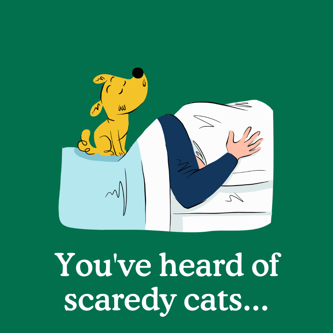 Why Is My Puppy Scared at Night? 5 Reasons Why Zigzag