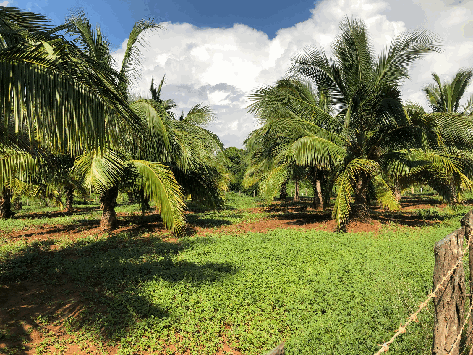 Lot for sale with a palm tree grove Properties Zihuatanejo Ixtapa