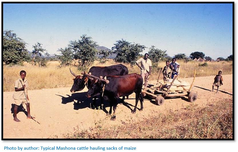 O.C. Rawson (1874 1953) of Darwendale Zimbabwe Field Guide