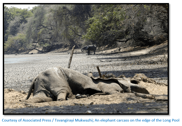 Mana Pools update on the severe drought conditions in Zimbabwe killing elephant and wildlife