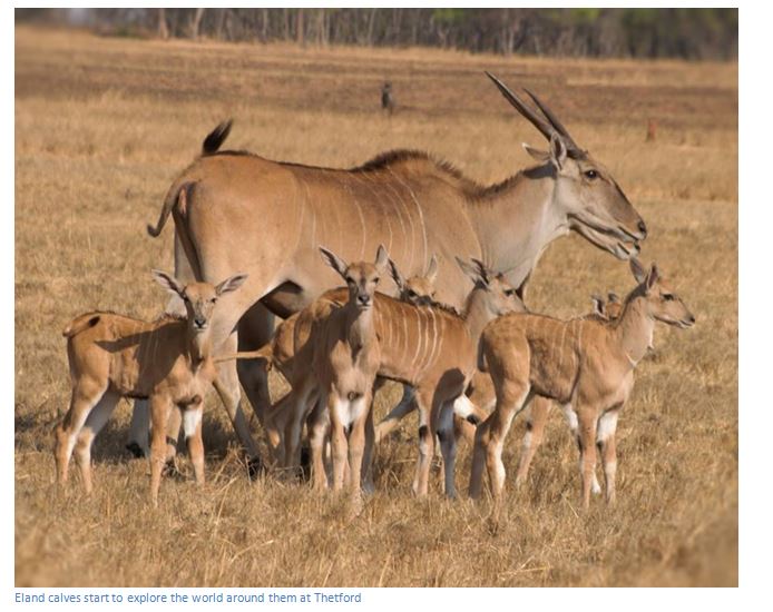 Thetford Game Reserve Zimbabwe Field Guide