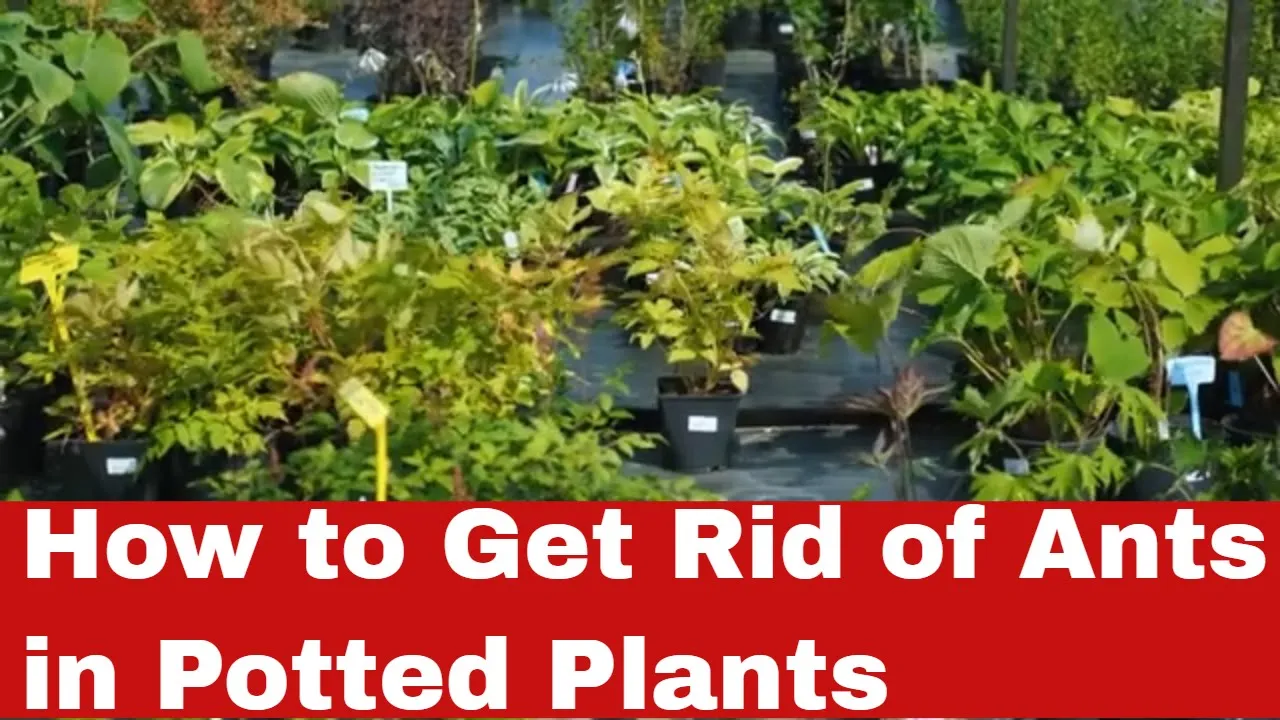 How to Get Rid of Ants in Potted Plants [Detailed Guide]