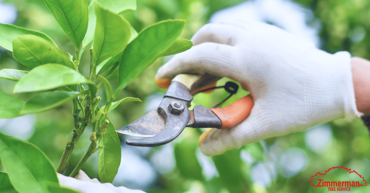 Use a Professional Tree Pruning Service Zimmerman Tree Service
