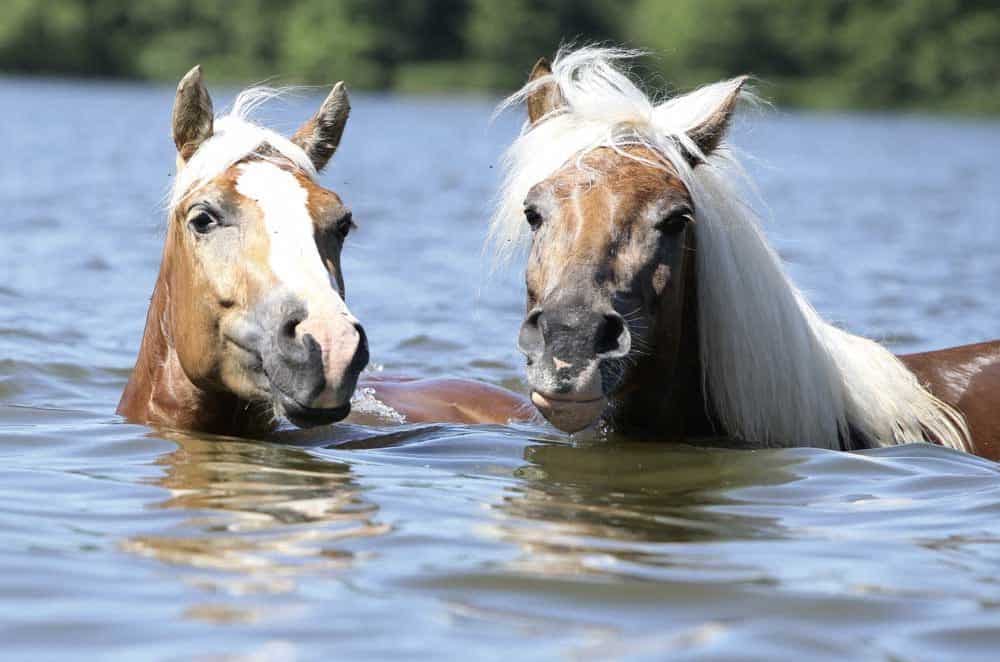Can Horses Swim? Horse Swimming Guide (Benefits, Tips & More)