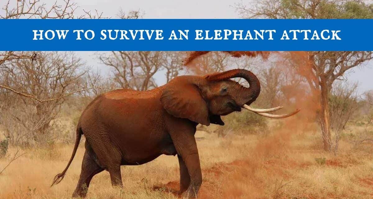 How to Survive an Elephant Attack Simple Guide