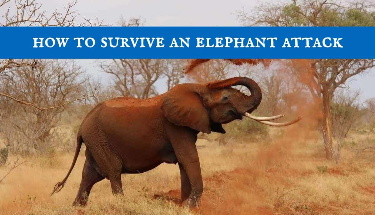 How to Survive an Elephant Attack Simple Guide
