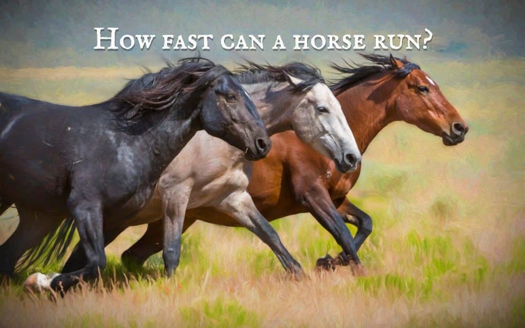 How fast can a horse run and how far can horses run? Complete Guide