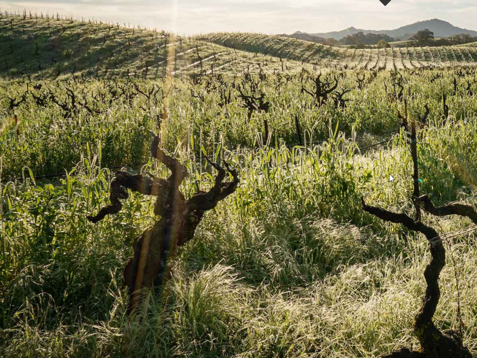 Lytton Springs The Zin Thing