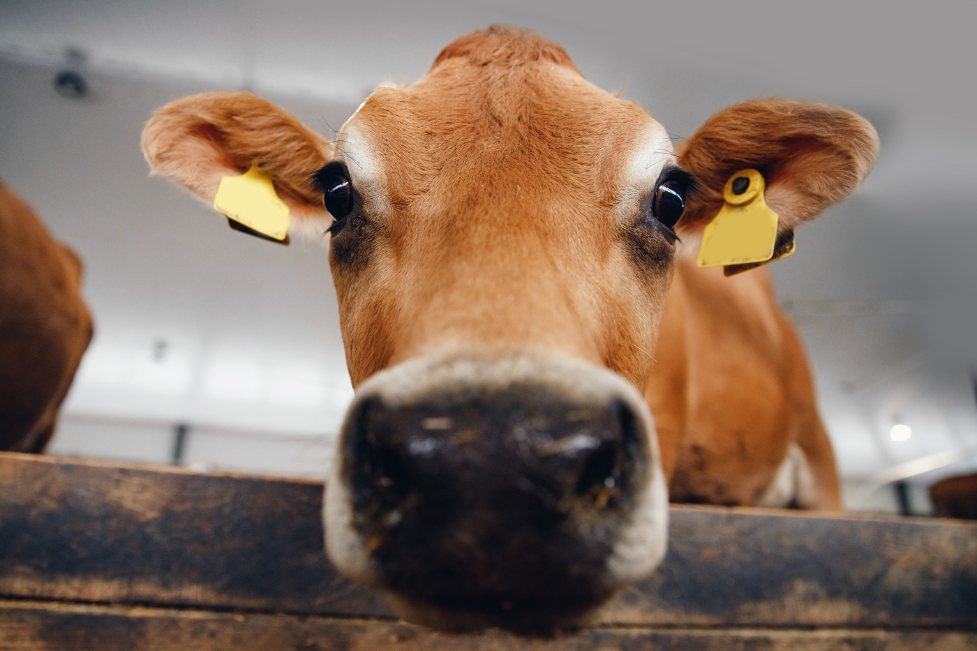 Agricultural Packers Bond ZipBonds