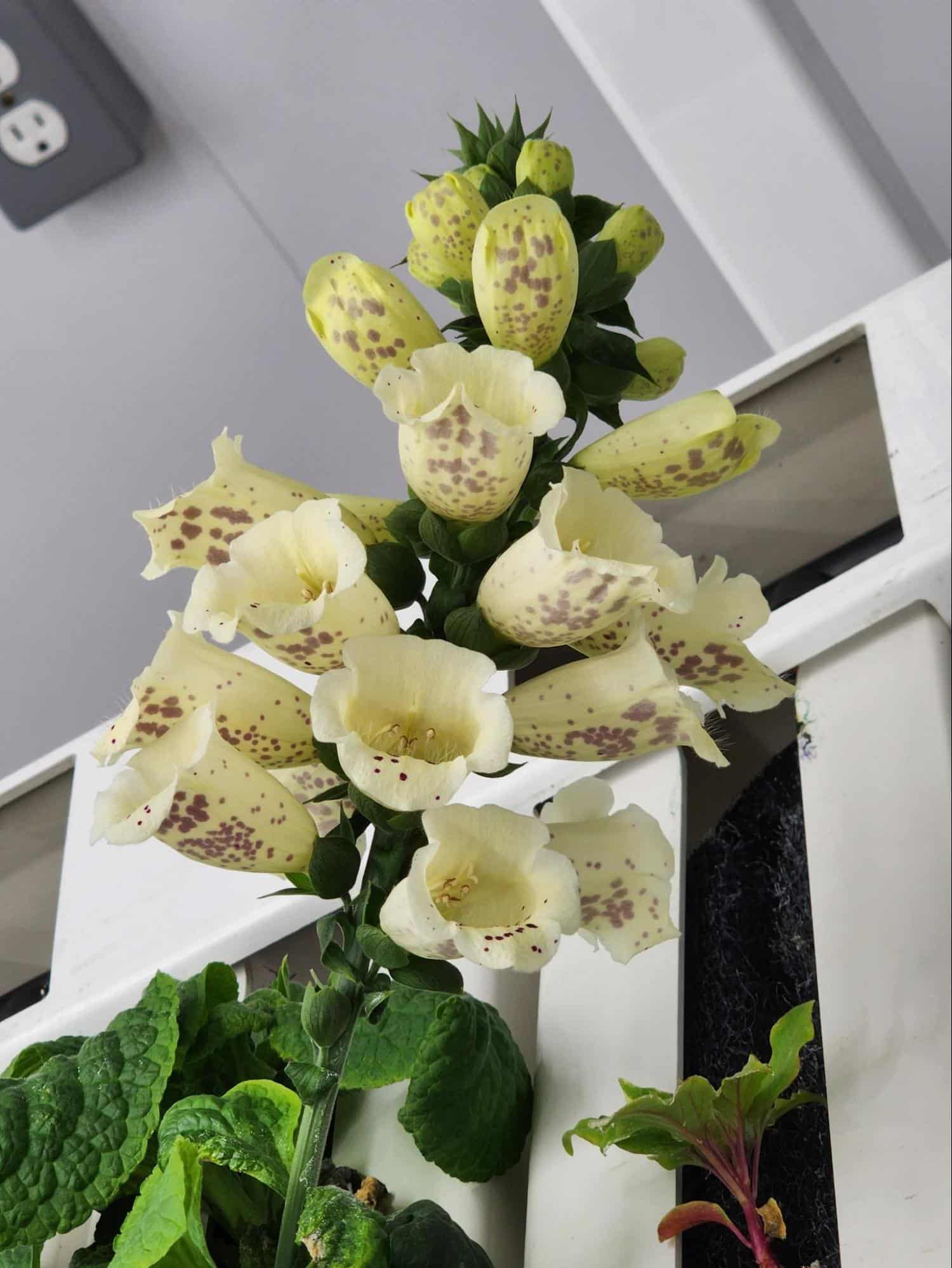 Growing Hydroponic Flowers GROZINE