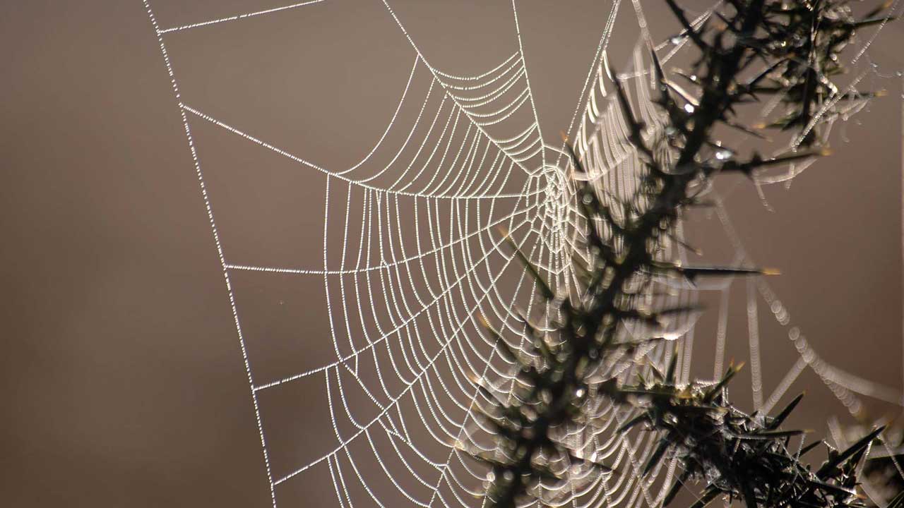 COBWEBS Tattoo Meaning Tattoospedia