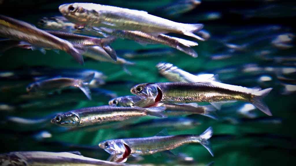How Did Sardines Get Their Name, Where Do They Come From, and What Does