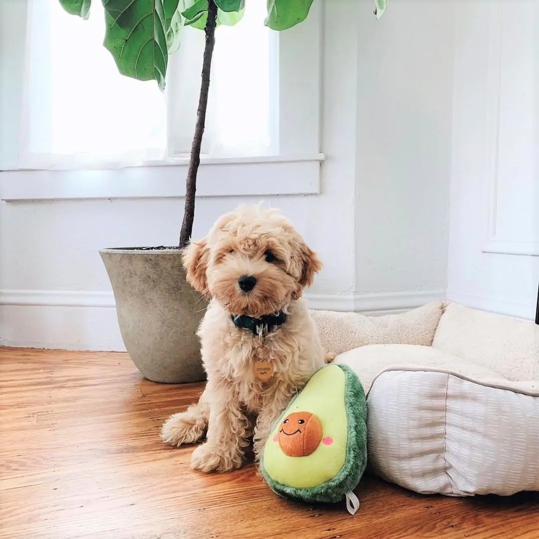 avocado dog toy uk Bailey Hobson