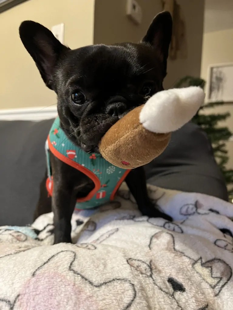 Zippy Burrow Chicken Bucket ZippyPaws