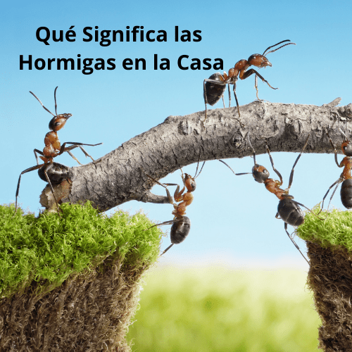 1 Qué Significa las Hormigas en la Casa [ 2021 ]