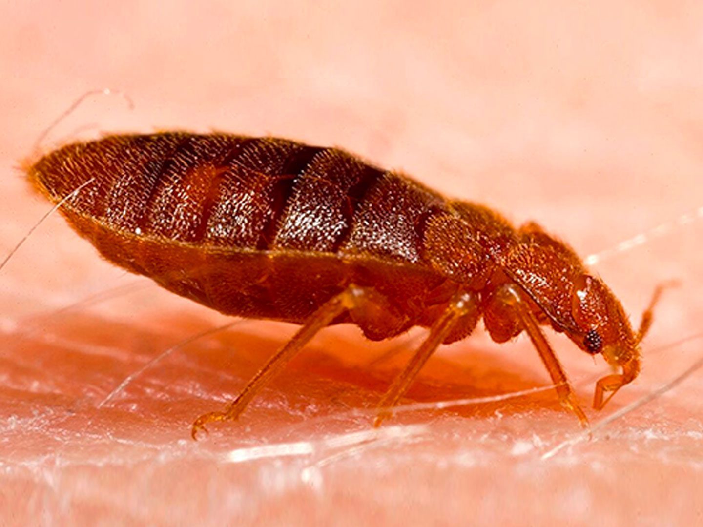 Bed Bug Exterminator Kansas City