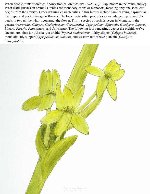 Orchidaceae MPG Ranch
